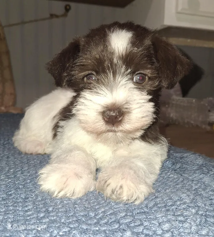 Prissy – Miniature Schnauzer puppy for sale in Carnesville, GA