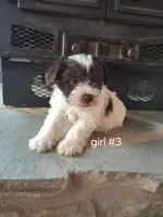 Prissy, a female Miniature Schnauzer for sale in Carnesville, GA – Photo 3 of 3