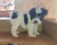 Prissy, a female Miniature Schnauzer for sale in Carnesville, GA – Photo 2 of 3