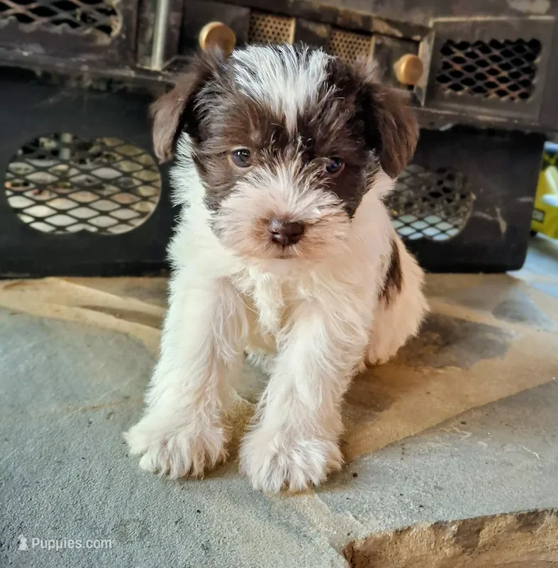 Prissy – Miniature Schnauzer puppy for sale in Carnesville, GA