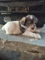 Suzzie, a female Miniature Schnauzer for sale in Carnesville, GA – Photo 2 of 4