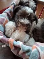 Suzzie, a female Miniature Schnauzer for sale in Carnesville, GA – Photo 1 of 4