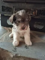 Suzzie, a female Miniature Schnauzer for sale in Carnesville, GA – Photo 3 of 4