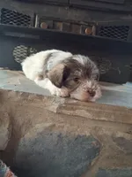 Only boy, a female Miniature Schnauzer for sale in Carnesville, GA – Photo 4 of 4