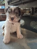 Only boy, a female Miniature Schnauzer for sale in Carnesville, GA – Photo 3 of 4