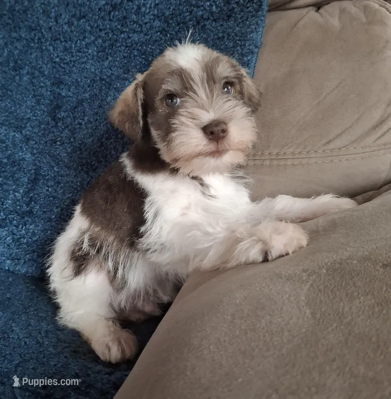 Only boy – Miniature Schnauzer puppy for sale in Carnesville, GA