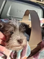 Only boy, a female Miniature Schnauzer for sale in Carnesville, GA – Photo 2 of 4