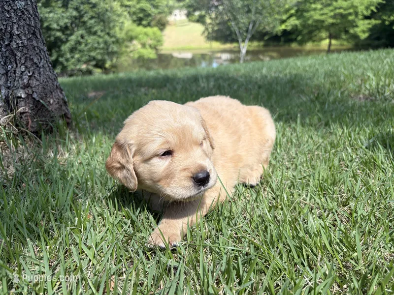 Parker – Golden Retriever puppy for sale in Barboursville, VA