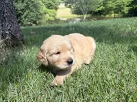 Parker, a male Golden Retriever for sale in Barboursville, VA – 1 of 1