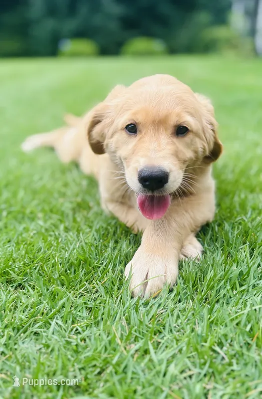 Cooper – Golden Retriever puppy for sale in Barboursville, VA