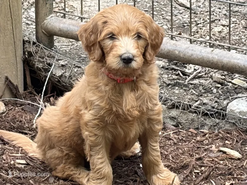 Lucy – Goldendoodle puppy for sale in Barboursville, VA