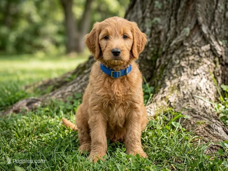 Linus – Goldendoodle puppy for sale in Barboursville, VA