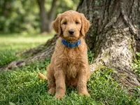 Linus, a male Goldendoodle for sale in Barboursville, VA – 1 of 1