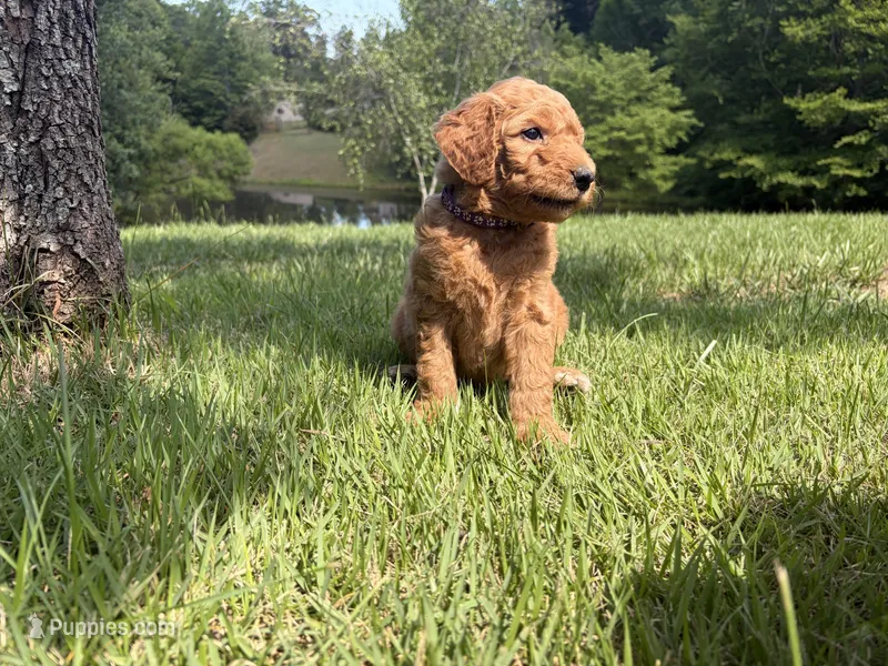 Belle – Goldendoodle puppy for sale in Barboursville, VA