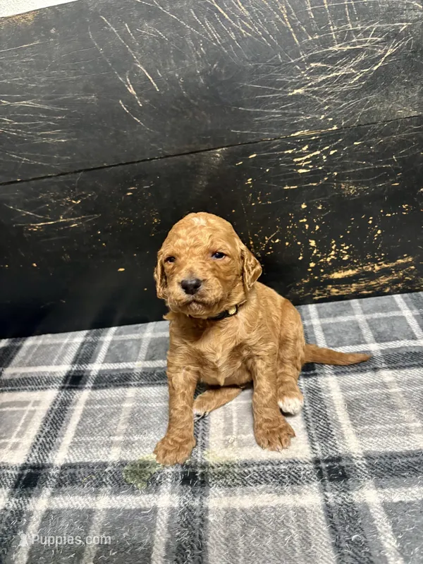 Sprout – Goldendoodle puppy for sale in Barboursville, VA