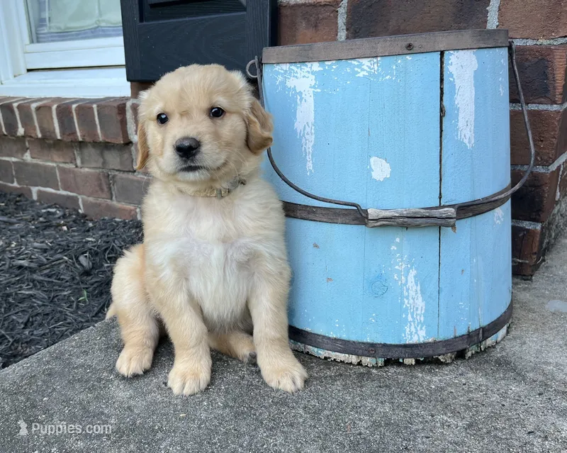 Cooper – Golden Retriever puppy for sale in Barboursville, VA