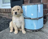 Cooper, a male Golden Retriever for sale in Barboursville, VA – 1 of 1