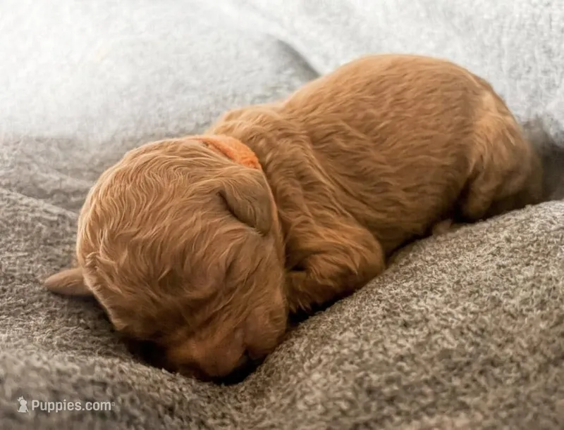 Lily – Goldendoodle puppy for sale in Barboursville, VA