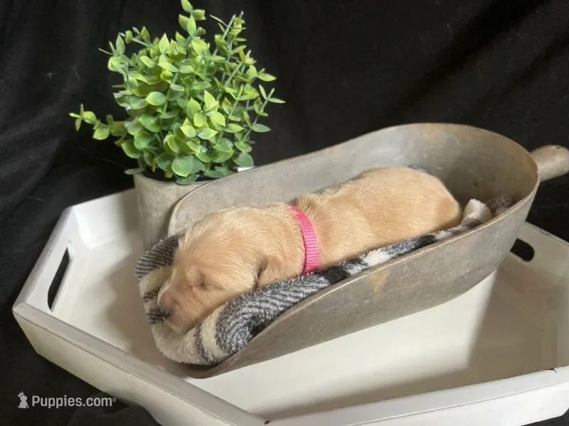 Anna – Golden Retriever puppy for sale in Barboursville, VA
