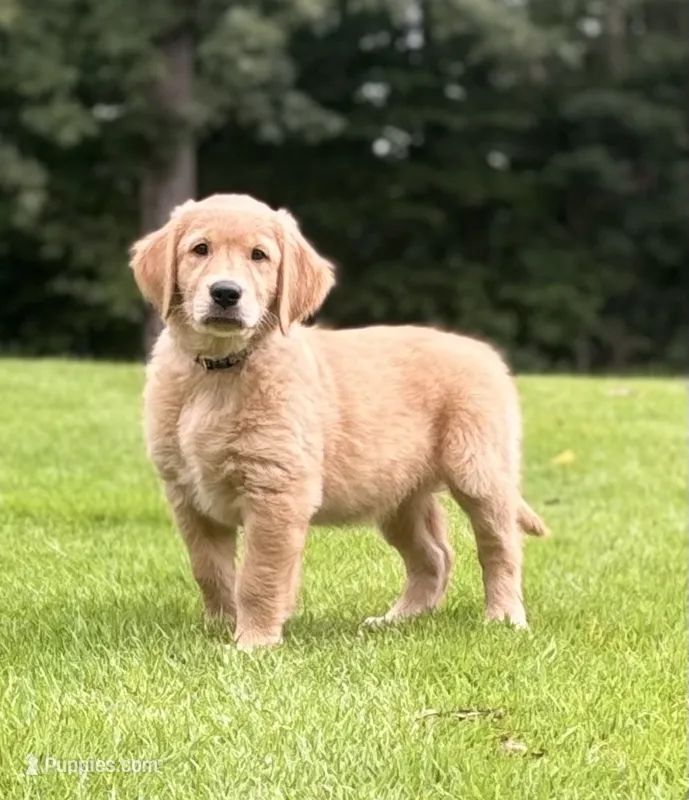Jack – Golden Retriever puppy for sale in Barboursville, VA