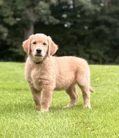 Jack, a male Golden Retriever for sale in Barboursville, VA – 1 of 1