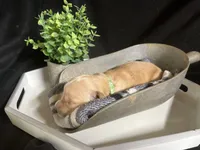 Jubilee, a female Golden Retriever for sale in Barboursville, VA – 1 of 1