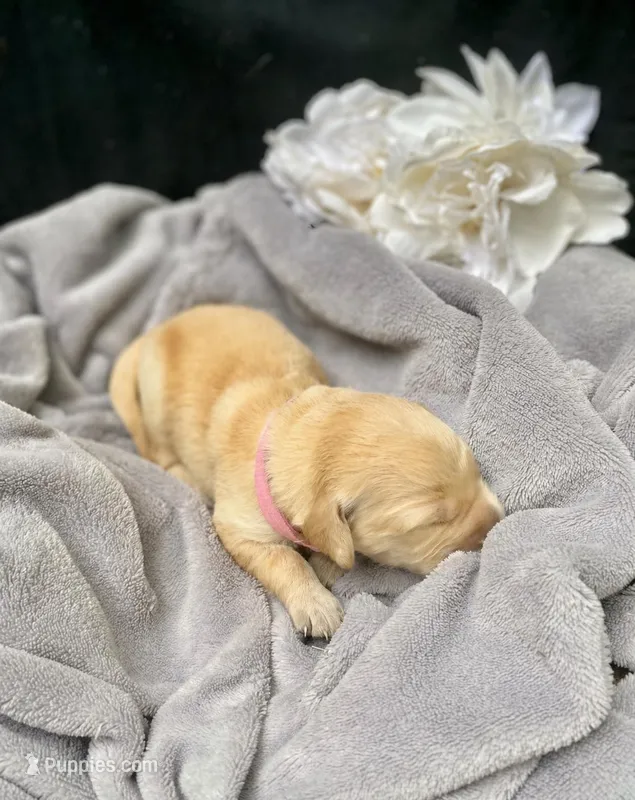 Ginger – Golden Retriever puppy for sale in Barboursville, VA