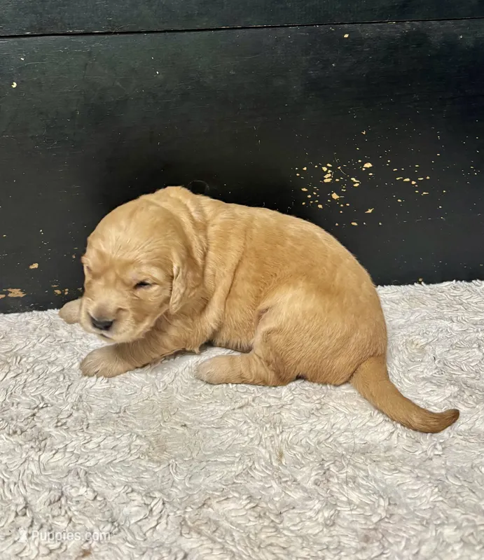 Ginger – Golden Retriever puppy for sale in Barboursville, VA