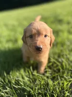 Maui, a male Golden Retriever for sale in Barboursville, VA – 1 of 1