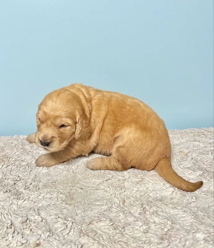 Thomas – Golden Retriever puppy for sale in Barboursville, VA