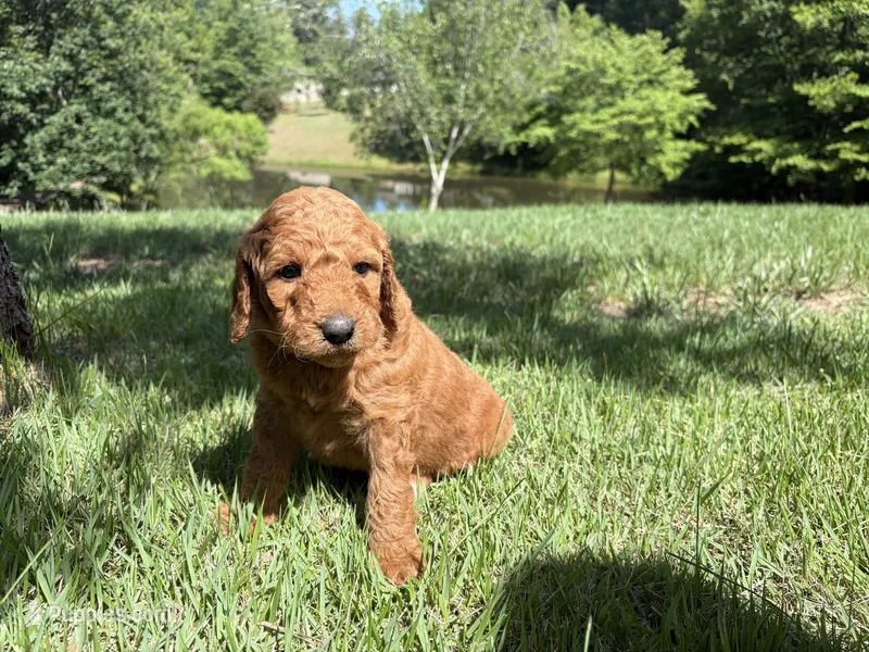 Aladdin – Goldendoodle puppy for sale in Barboursville, VA