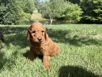 Aladdin, a male Goldendoodle for sale in Barboursville, VA – 1 of 1