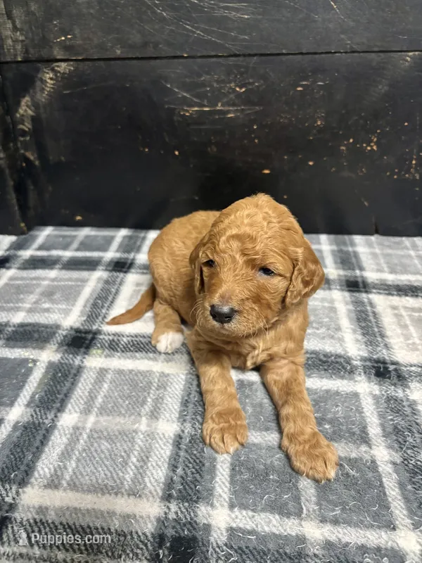 Lily – Goldendoodle puppy for sale in Barboursville, VA