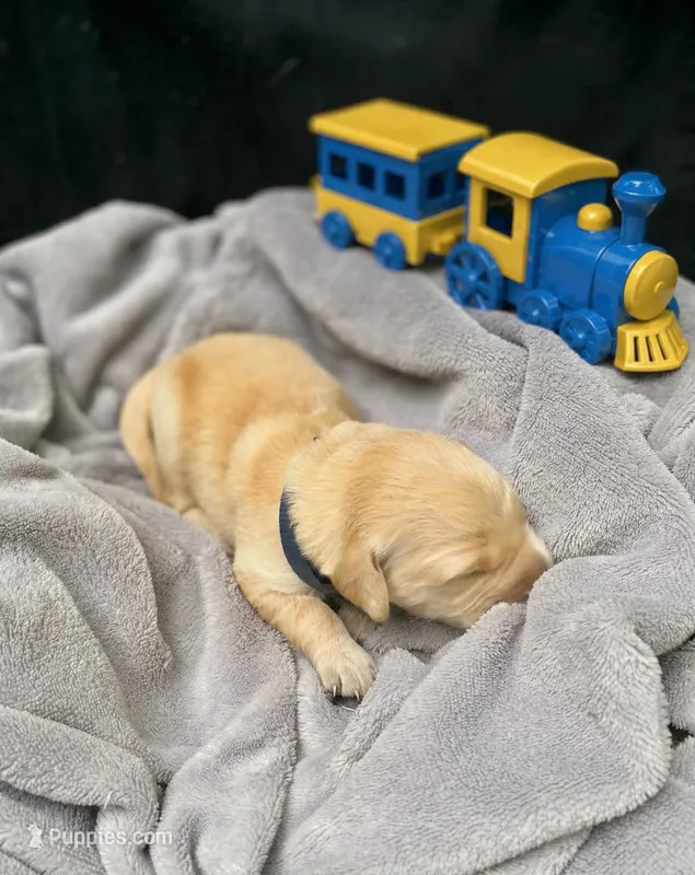 Thomas – Golden Retriever puppy for sale in Barboursville, VA