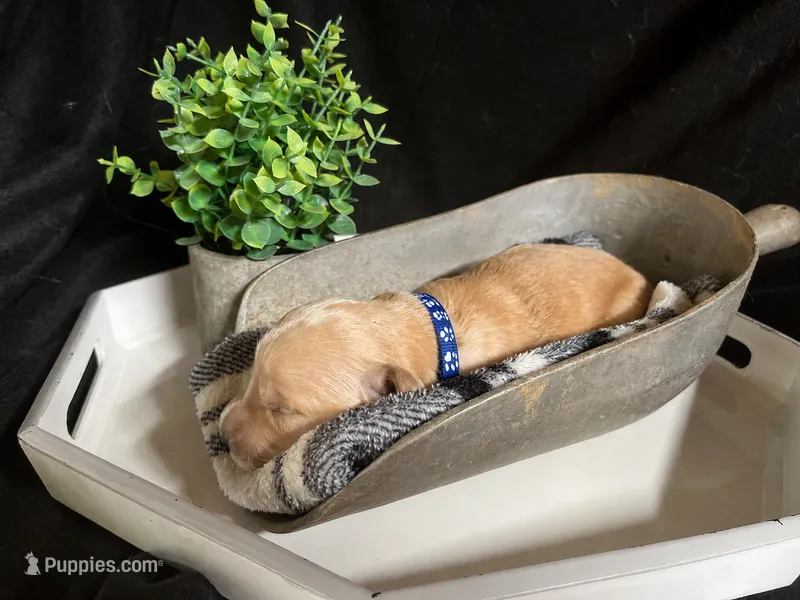Thor – Golden Retriever puppy for sale in Barboursville, VA