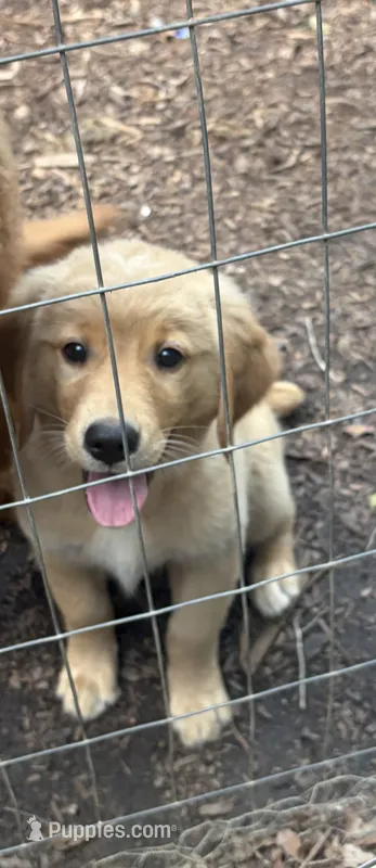 Ellie – Golden Retriever puppy for sale in Barboursville, VA