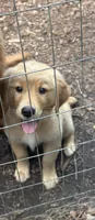 Ellie, a female Golden Retriever for sale in Barboursville, VA – 1 of 1
