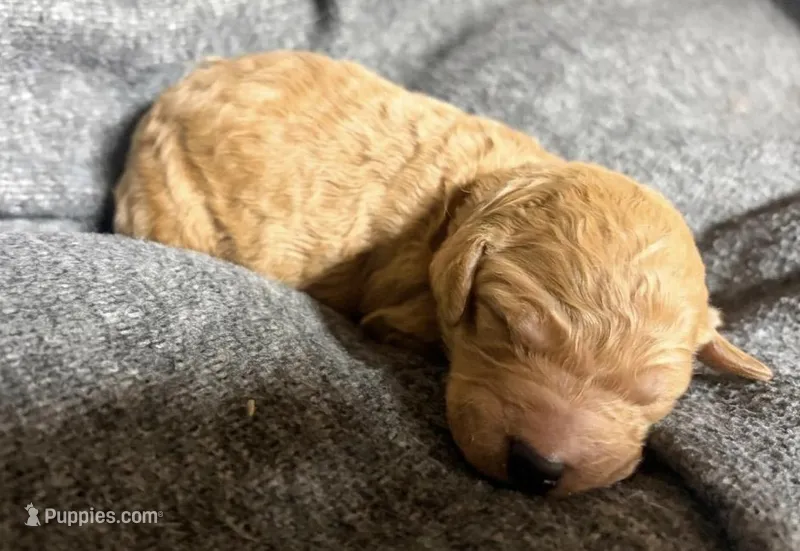 Sprout – Goldendoodle puppy for sale in Barboursville, VA