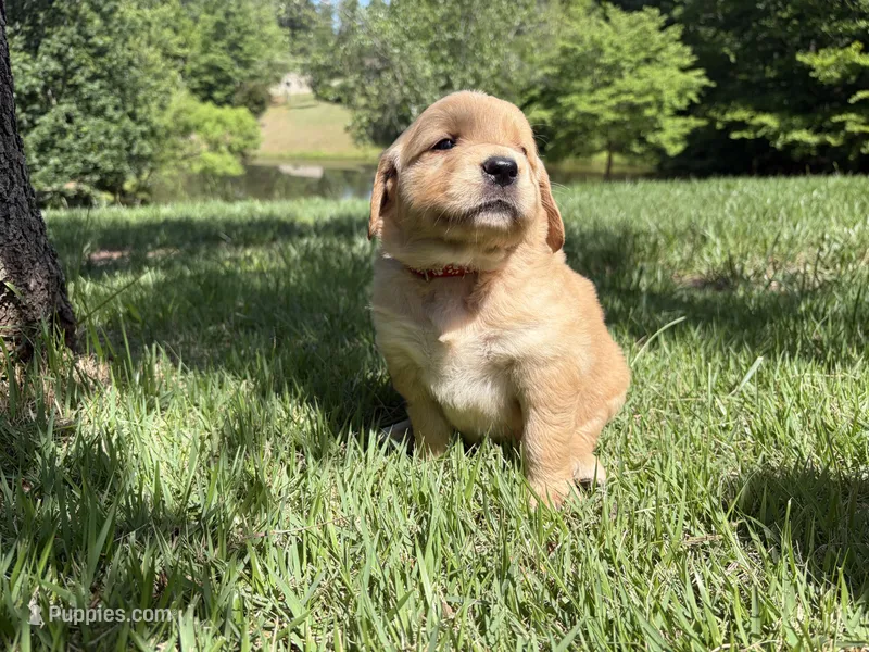Wanda – Golden Retriever puppy for sale in Barboursville, VA