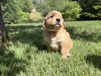 Wanda, a female Golden Retriever for sale in Barboursville, VA – 1 of 1