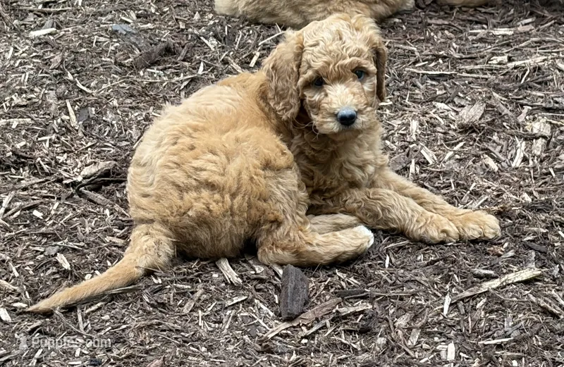 Mario – Goldendoodle puppy for sale in Barboursville, VA