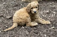 Mario, a male Goldendoodle for sale in Barboursville, VA – 1 of 1