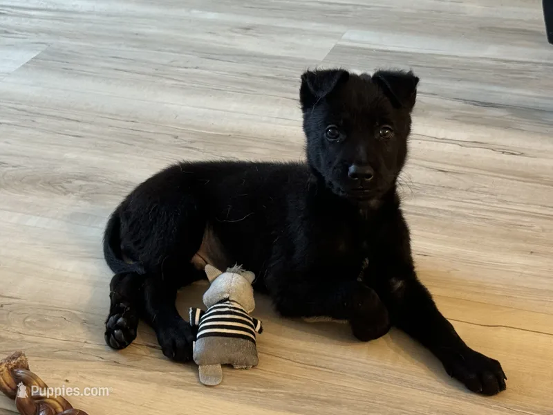 Winston – Belgian Malinois puppy for sale in Miramar, FL