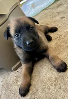 Wanda, a female Belgian Malinois for sale in Miramar, FL – 1 of 1