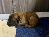 Ruffles, a male Belgian Malinois for sale in Miramar, FL – 3 of 3