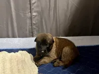 Ruffles, a male Belgian Malinois for sale in Miramar, FL – 2 of 3