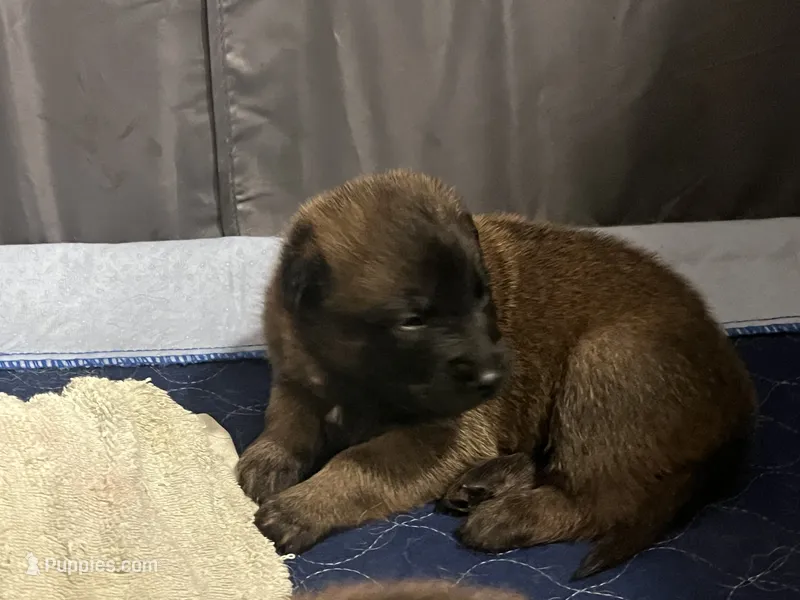Ruffles – Belgian Malinois puppy for sale in Miramar, FL