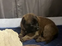 Ruffles, a male Belgian Malinois for sale in Miramar, FL – 1 of 3