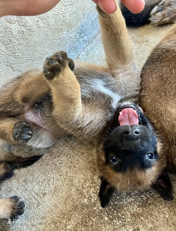 Dorito – Belgian Malinois puppy for sale in Miramar, FL