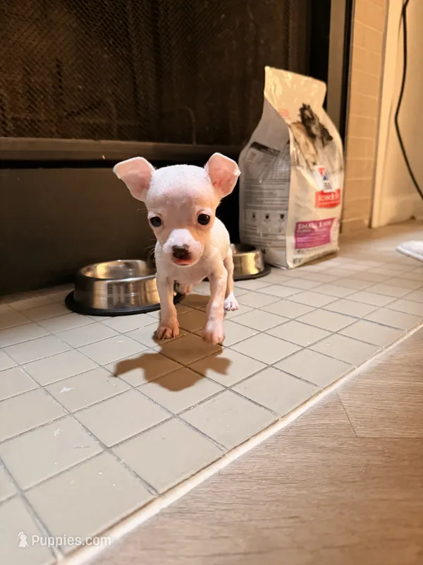 Casper – Chihuahua puppy for sale in Columbus, GA